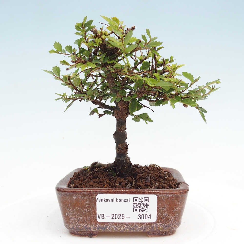 Kültéri bonsai - Ulmus parvifolia Sagei - Kislevelű szilfa