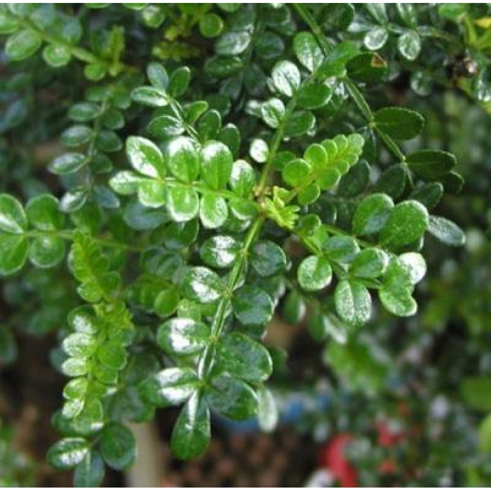 Kokedama alátéttel – Zantoxylum piperitum – borsfa