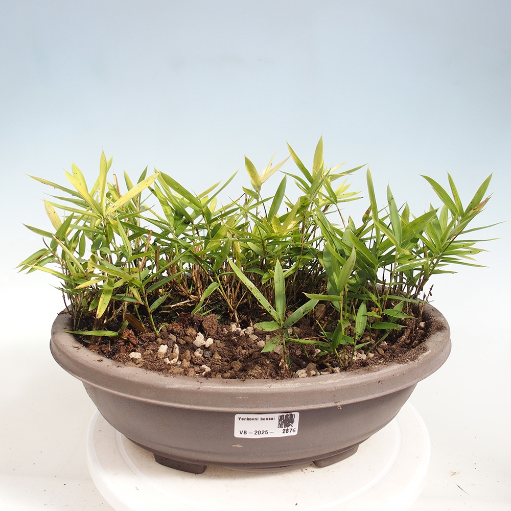 Kültéri bonsai - Pleioblastus argenteostriatus f.pumilus - Törpebambusz