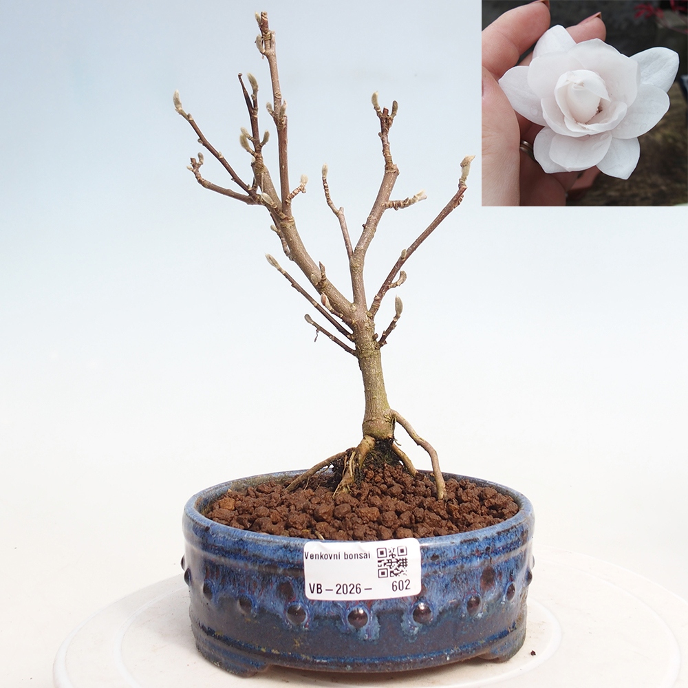 Kültéri bonsai - Magnolia stellata