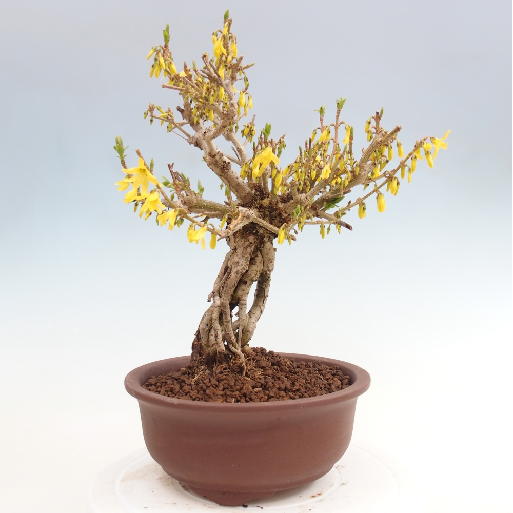 Kültéri bonsai - Zlatice - Forsythia koreana