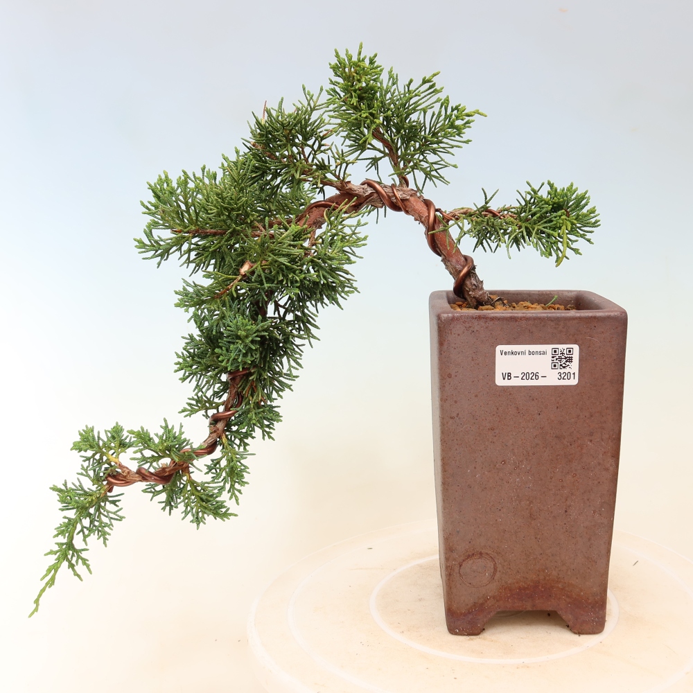 Kültéri bonsai - Juniperus chinensis Kishu