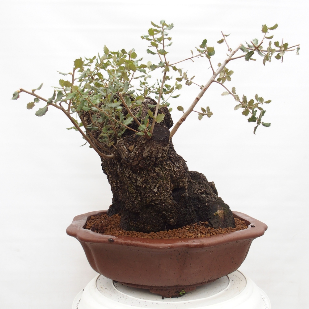 Yamadori - Quercus Ilex - Tölgy magyal