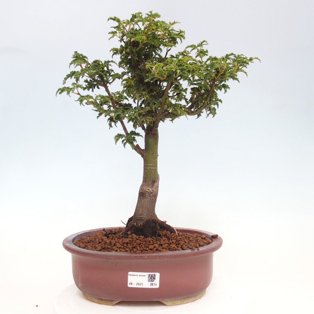 Kültéri bonsai -Javor pálma Acer palmatum Shishigashira