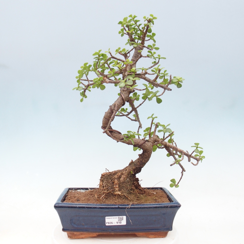 Szoba bonsai - Portulakaria Afra - Tlustice