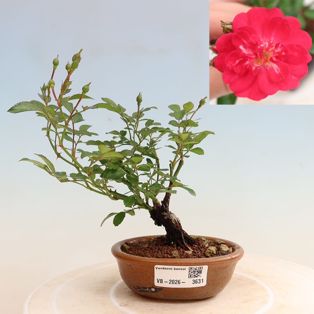 Kültéri bonsai - Rosa Kordes - rózsa