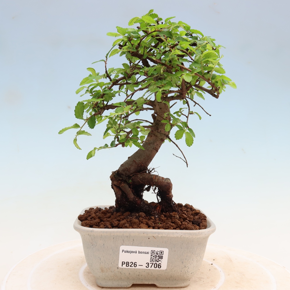 Szobai bonsai - Ulmus parvifolia - Kislevelű szilfa