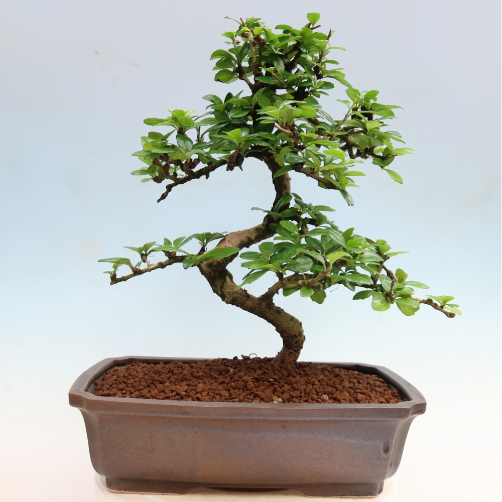 Szobai bonsai - Carmona macrophylla - Tea fuki