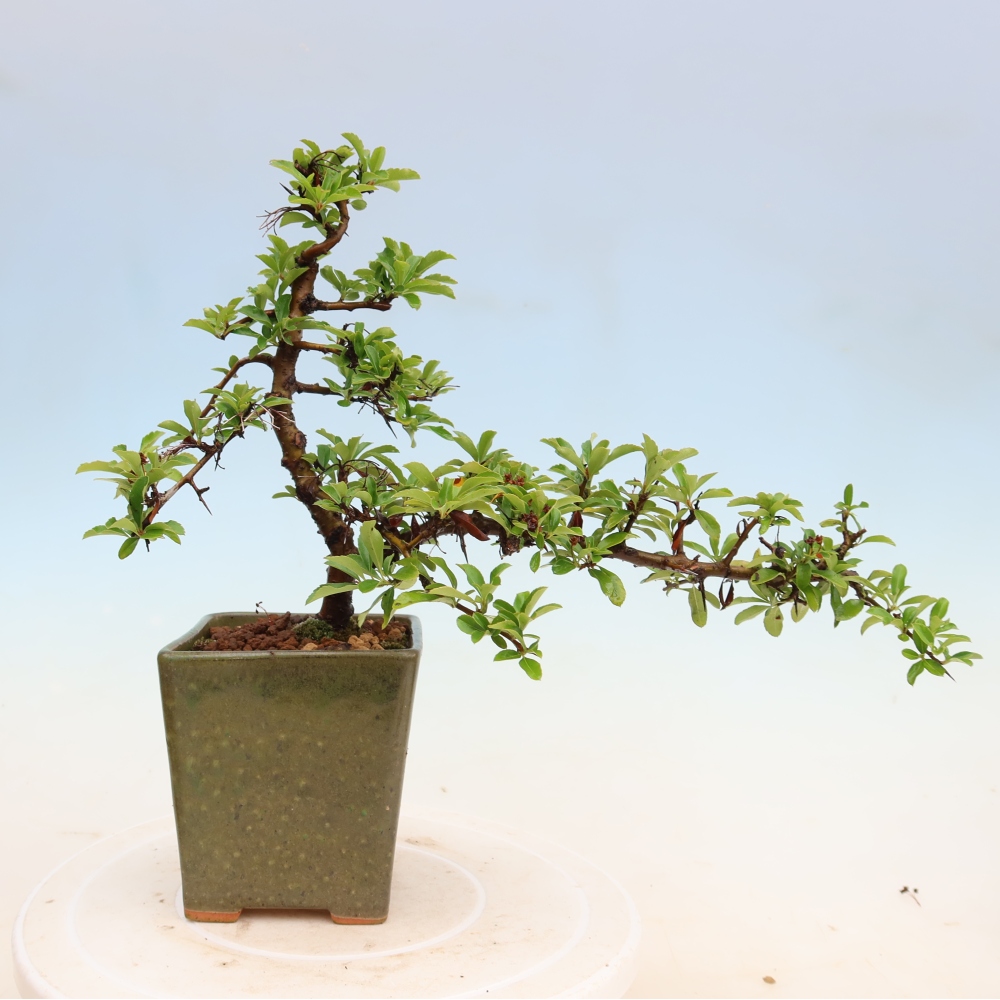 Kültéri bonsai – Pyracantha teton – Vörös tűzcserje