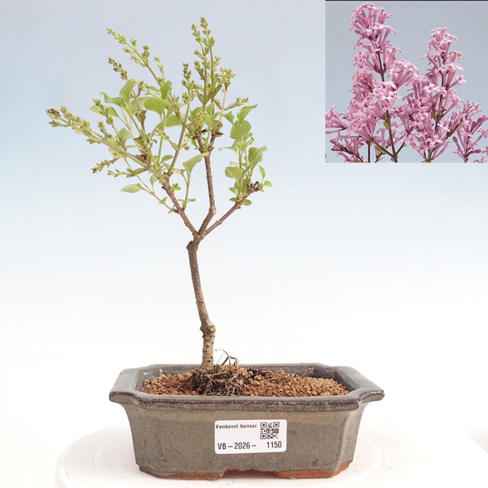 Kültéri bonsai - Syringa Meyeri Palibin - Meyer's Lilac