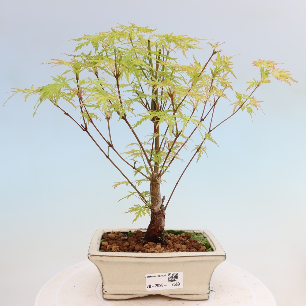 Kültéri bonsai - Acer palmatum Dissectum