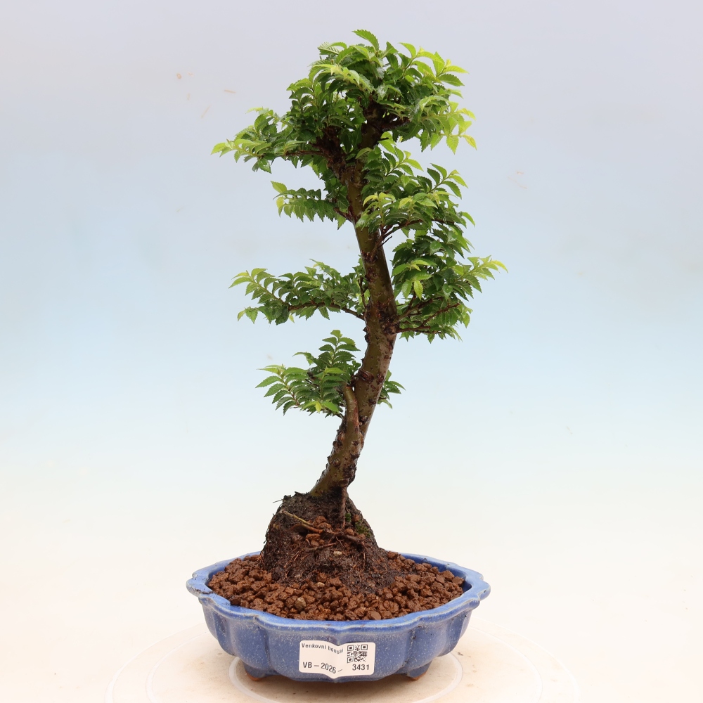 Kültéri bonsai – Ulmus Jacqueline Hillier – Gyönyörű szil
