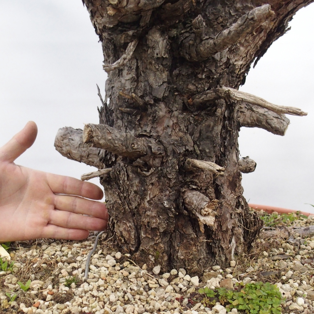 Yamadori - Pinus sylvestris Spanyolország