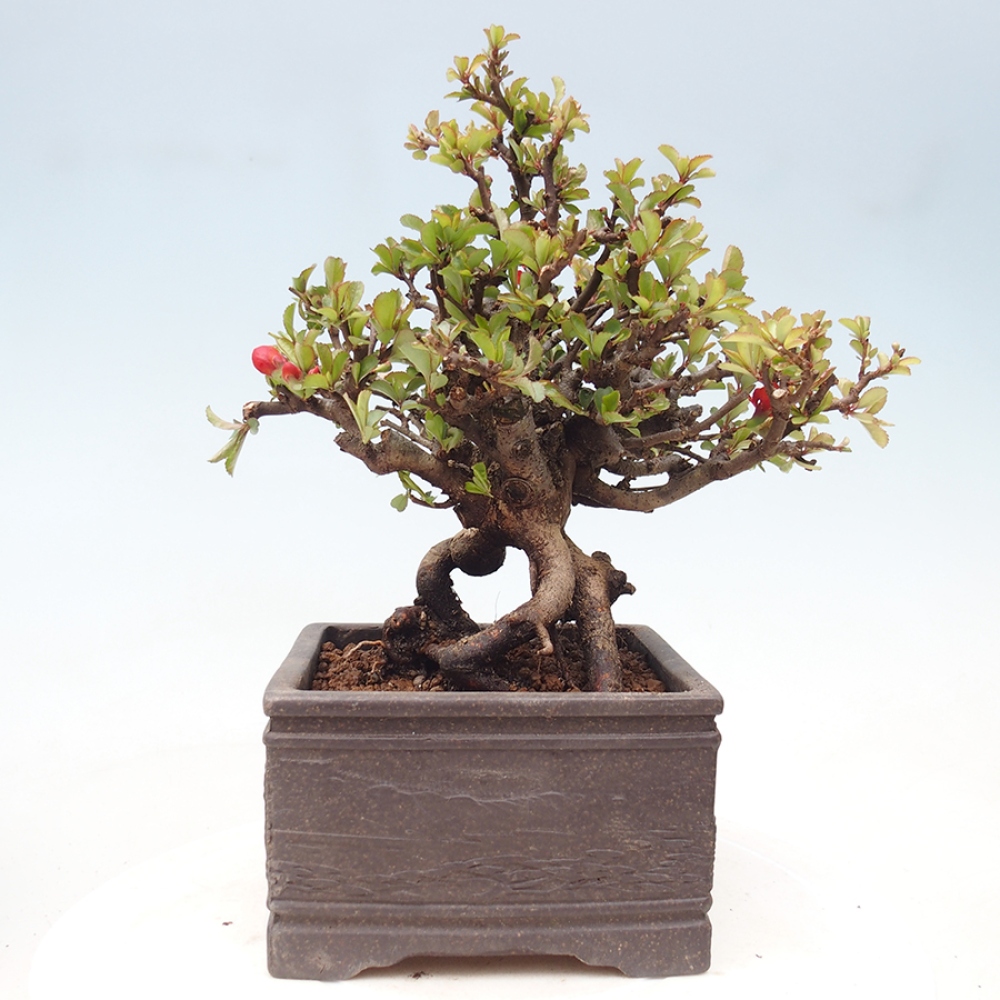 Kültéri bonsai - Chaneomeles speciosa - birs