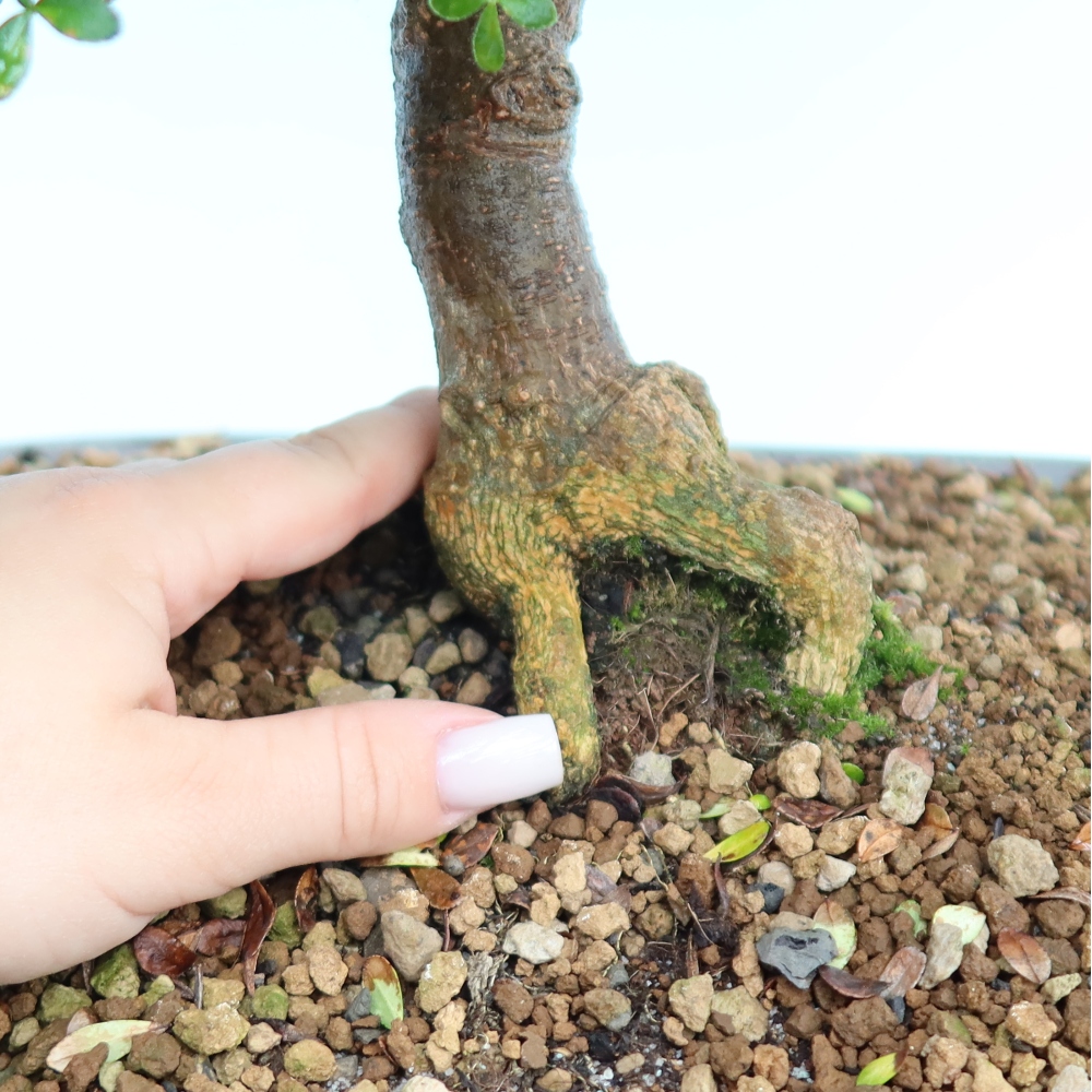 Szobai bonsai - Zantoxylum piperitum - borsfa
