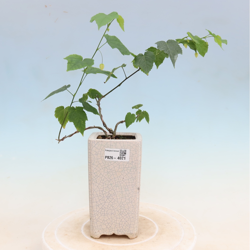 Beltéri bonsai - Abutilon Big Bell - Felhőbogyó