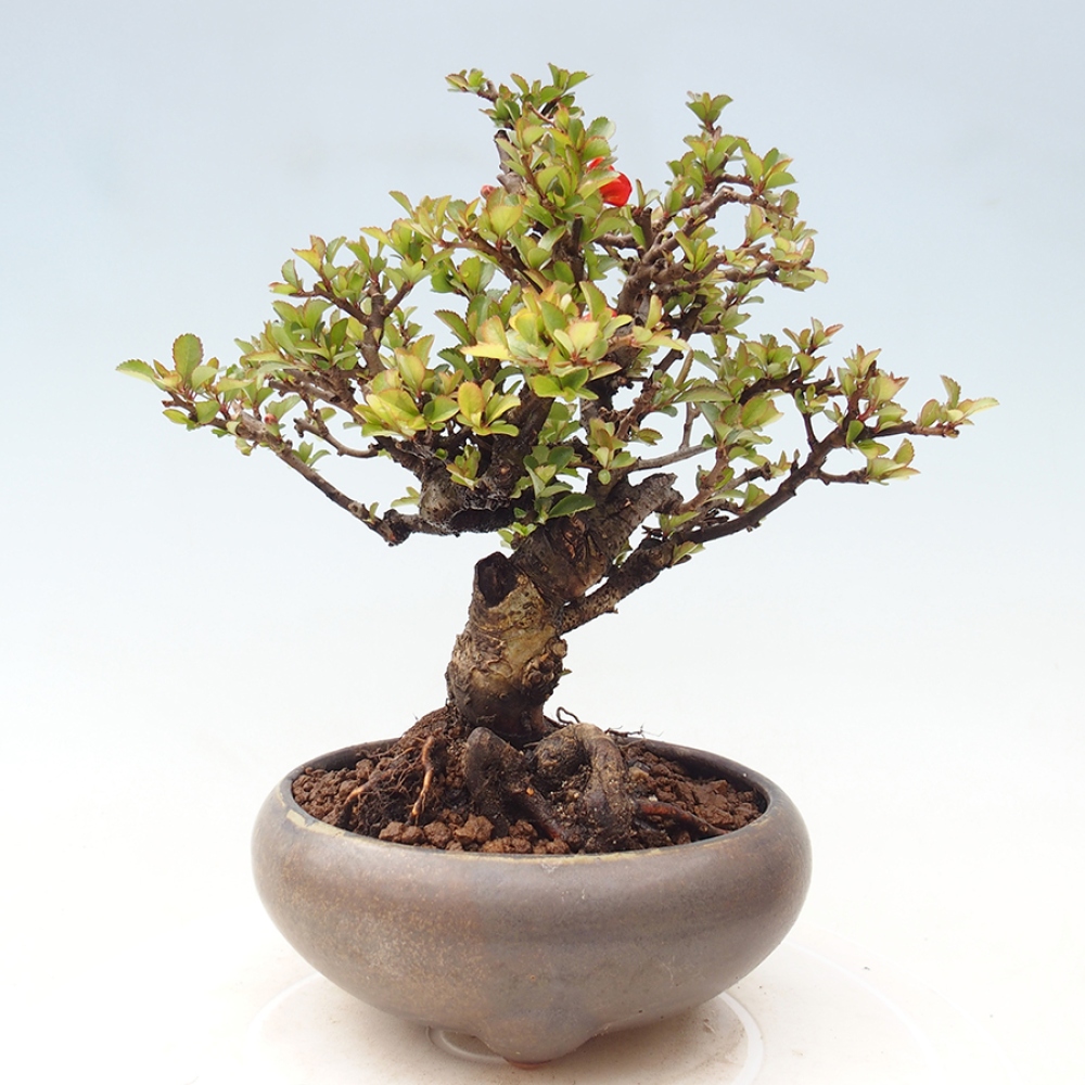 Kültéri bonsai - Chaneomeles speciosa - birs