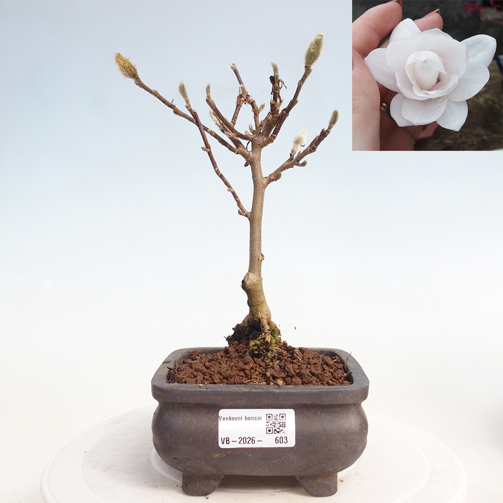Kültéri bonsai - Magnolia stellata