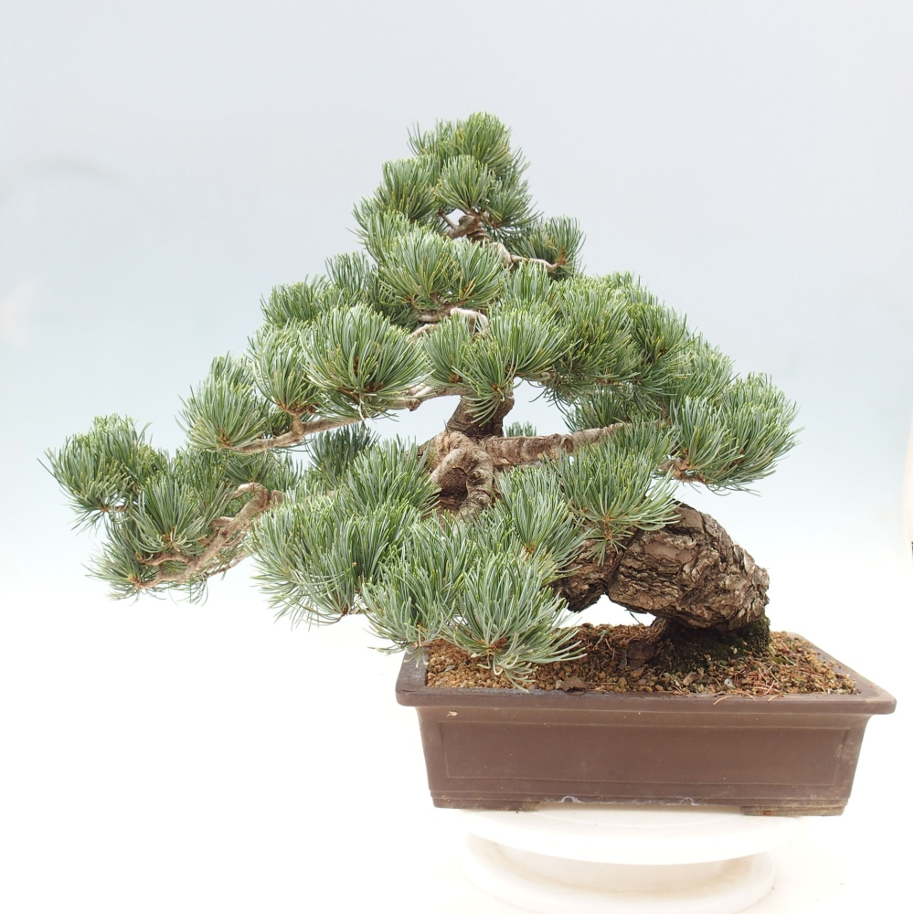 Kültéri bonsai - Pinus parviflora - Pinus parviflora