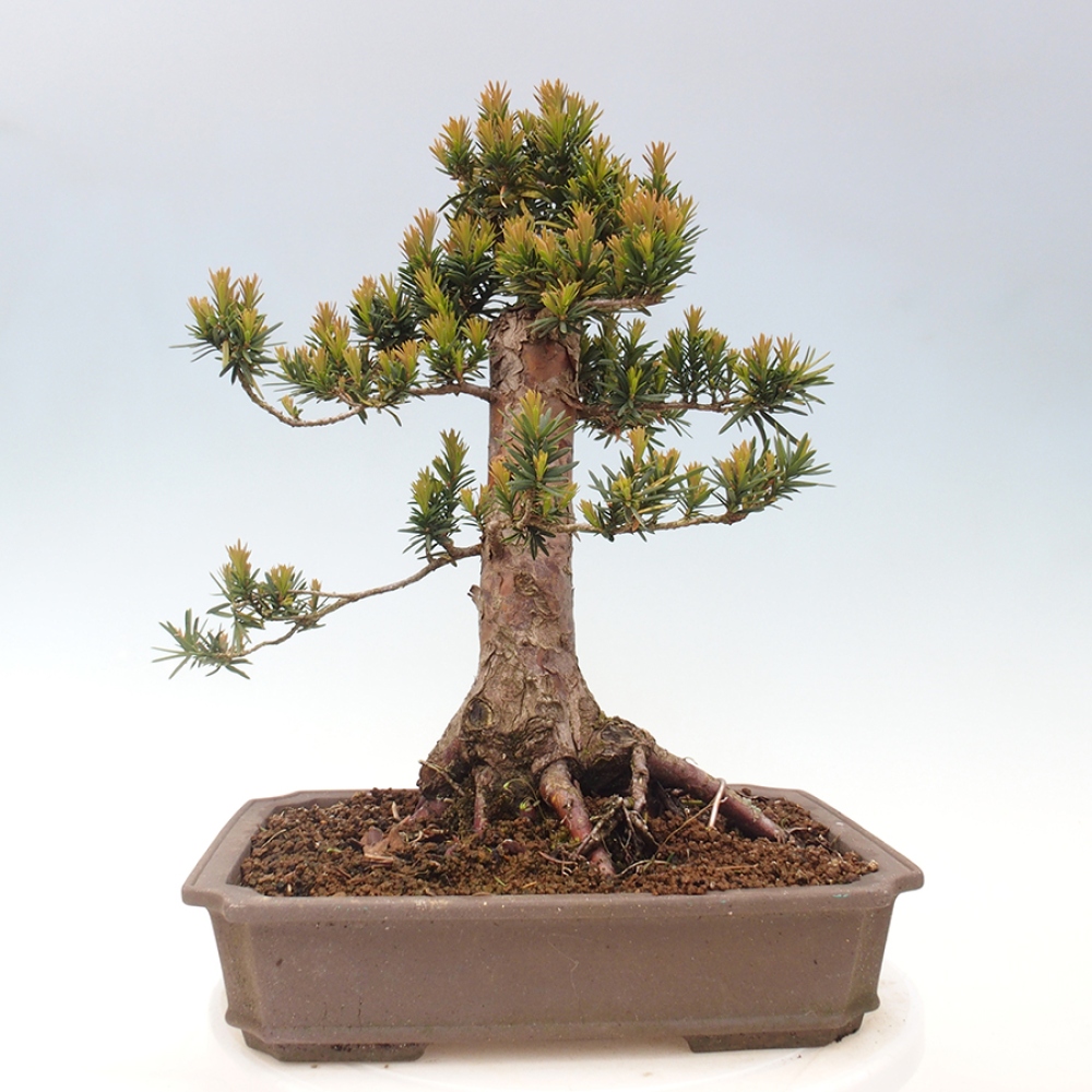 Kültéri bonsai - Taxus cuspidata - japán tiszafa