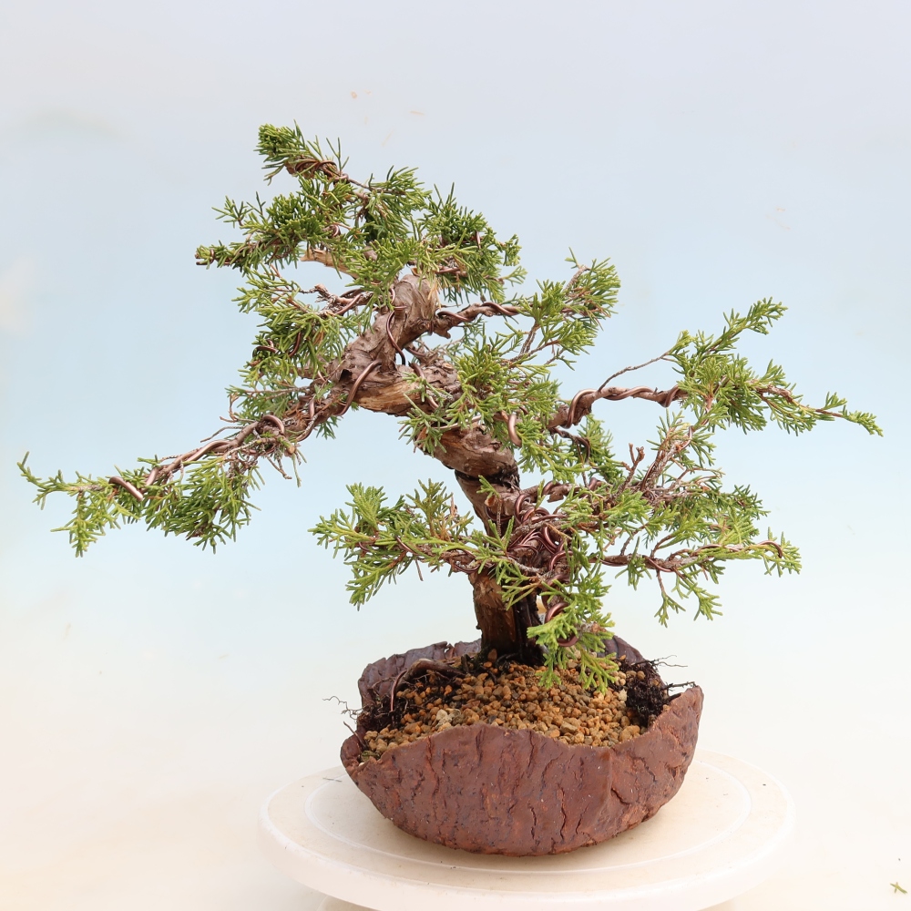 Kültéri bonsai - Juniperus chinensis Itoigawa-Juniperus chinensis