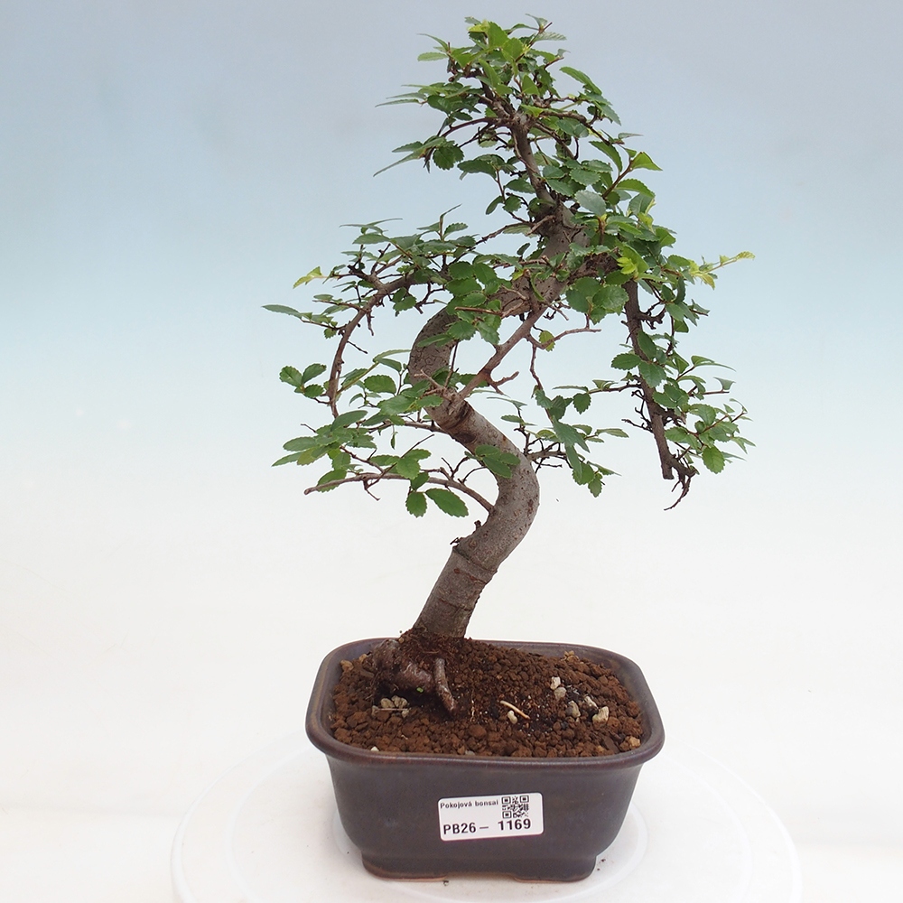 Szobai bonsai - Ulmus parvifolia - Kislevelű szilfa