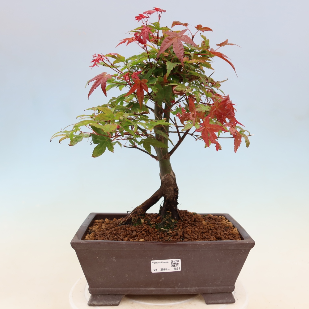 Juhar - Acer palmatum Beni Tsukasa