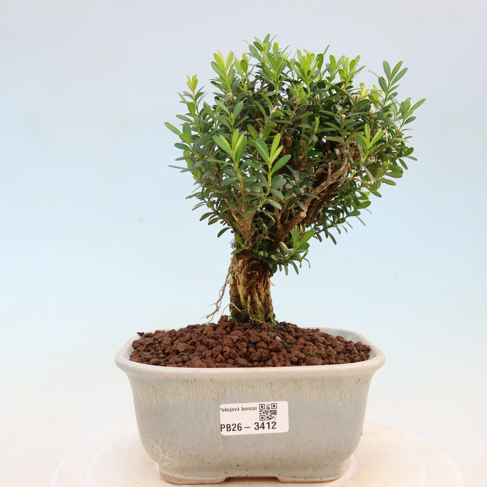 Szobai bonsai - Buxus harlandii - parafa buxus