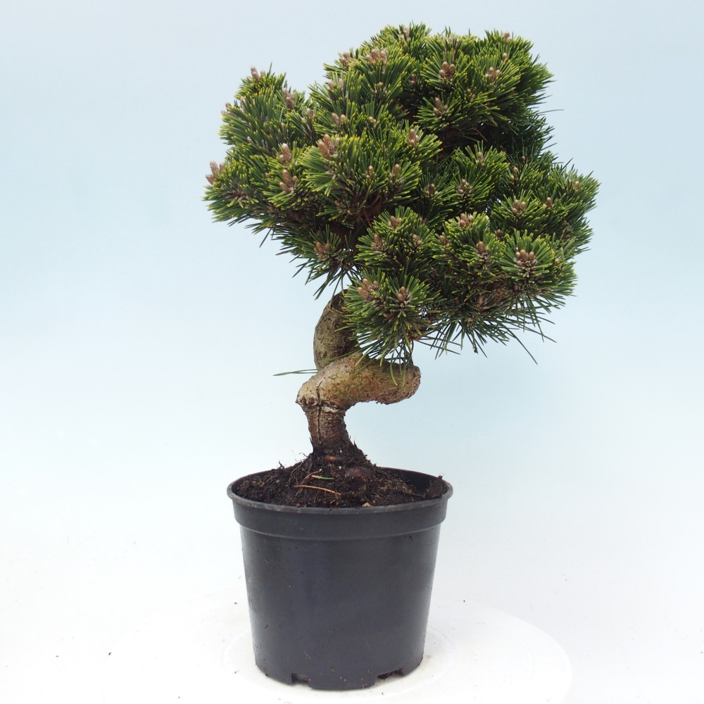 Kültéri bonsai - Pinus thunbergii senjyumaru - Thunberg fenyő