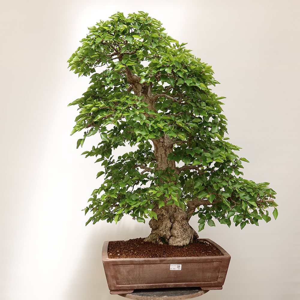 Kültéri bonsai -Carpinus Coreana - Koreai gyertyánfa