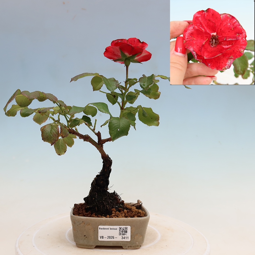 Kültéri bonsai - Rosa Kordes - rózsa