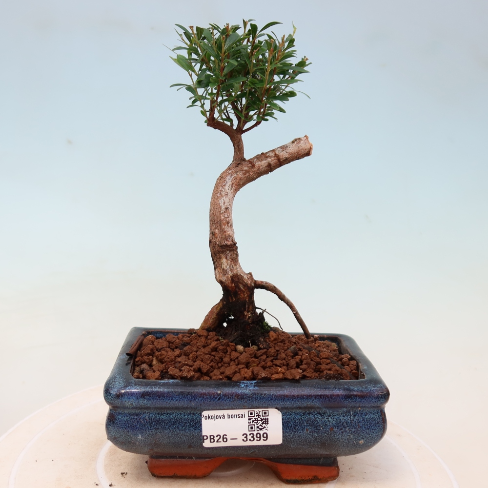 Szobai bonsai - Syzygium - Pimento