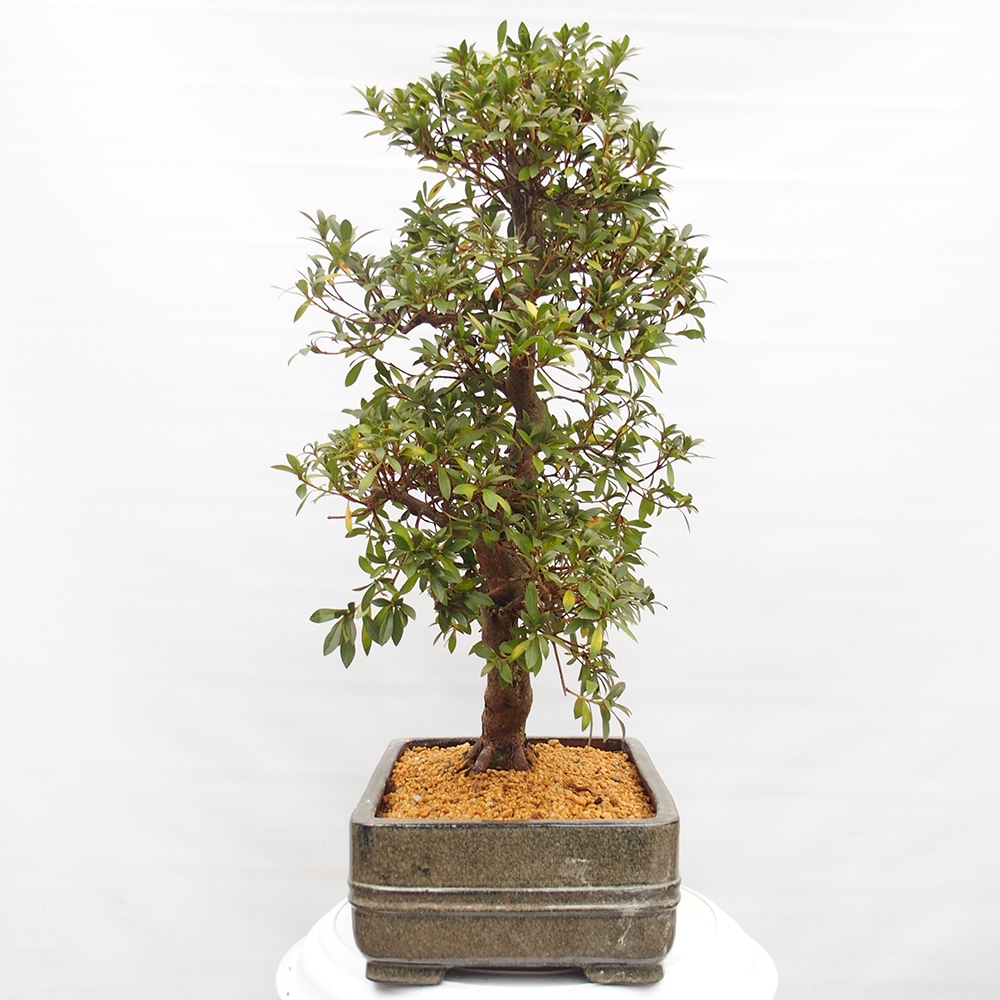 Kültéri bonsai - Japán azálea - Azalea satsuki