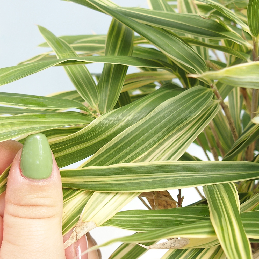 Kültéri bonsai - Sasaella masamuneana Albostriata - Bambusz