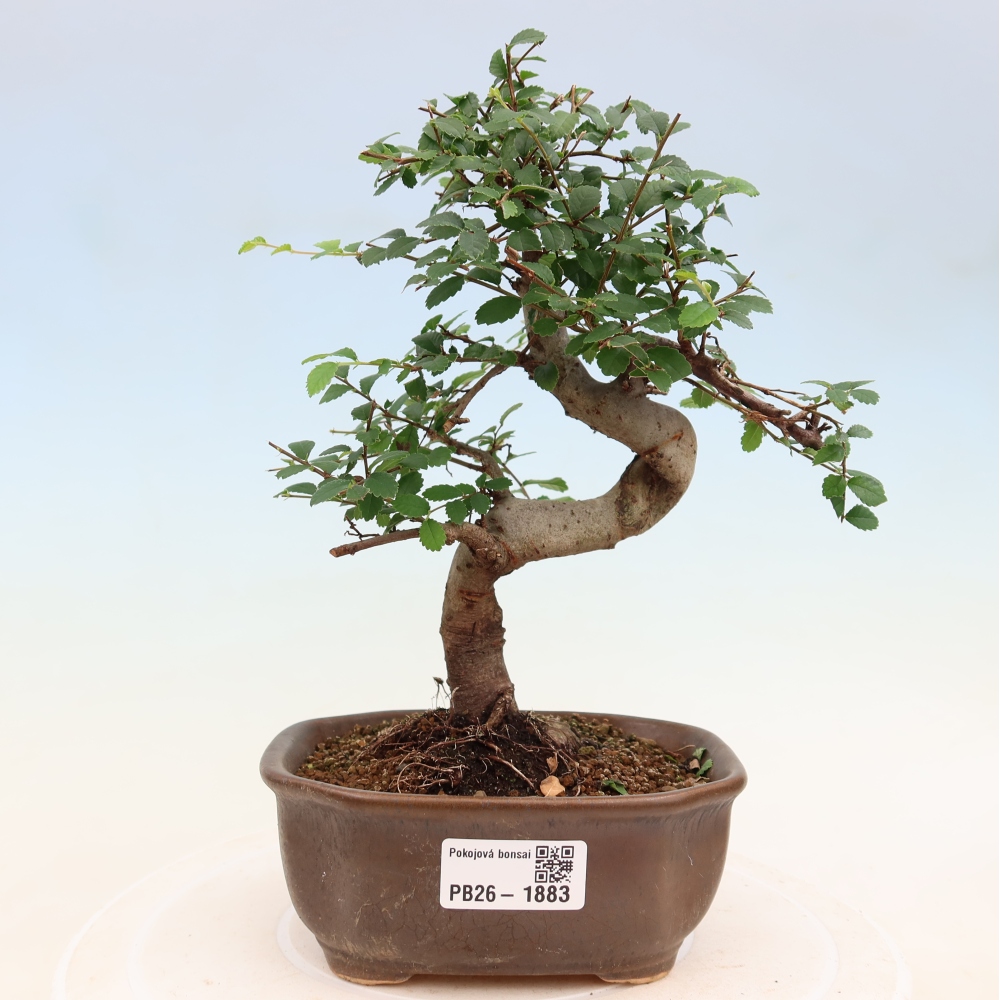 Szobai bonsai - Ulmus parvifolia - Kislevelű szilfa