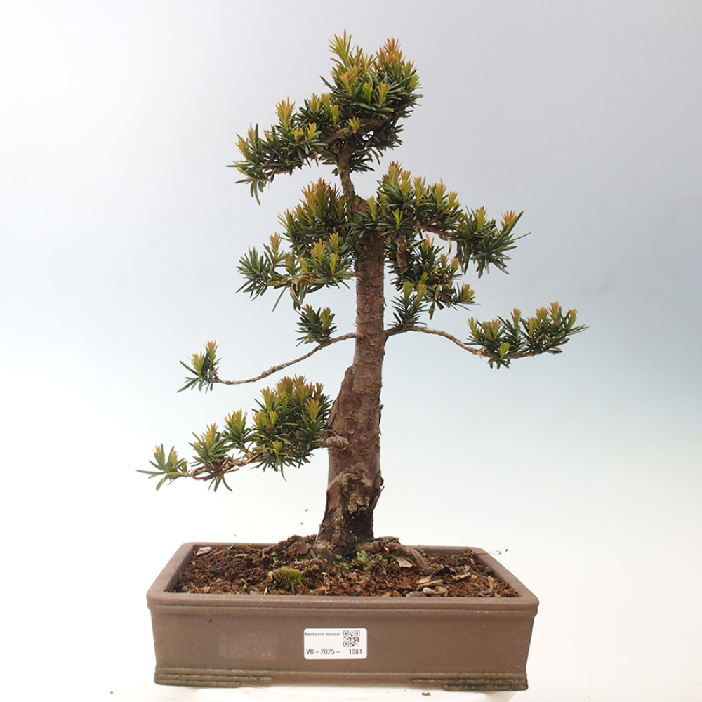 Kültéri bonsai - Taxus cuspidata - japán tiszafa