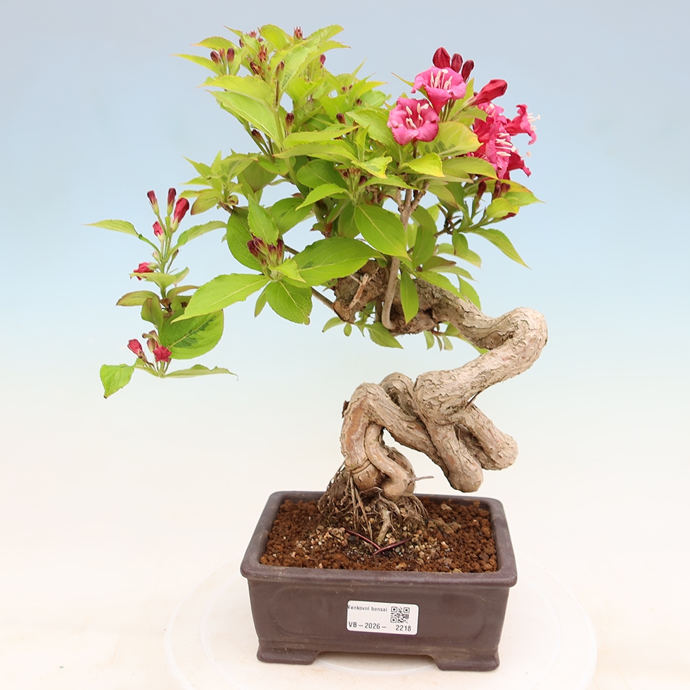 Kültéri bonsai – Weigela subsessilis – Koreai vajgélia