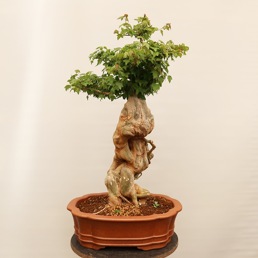Kültéri bonsai - Juhar Burger - Acer Burgerianum