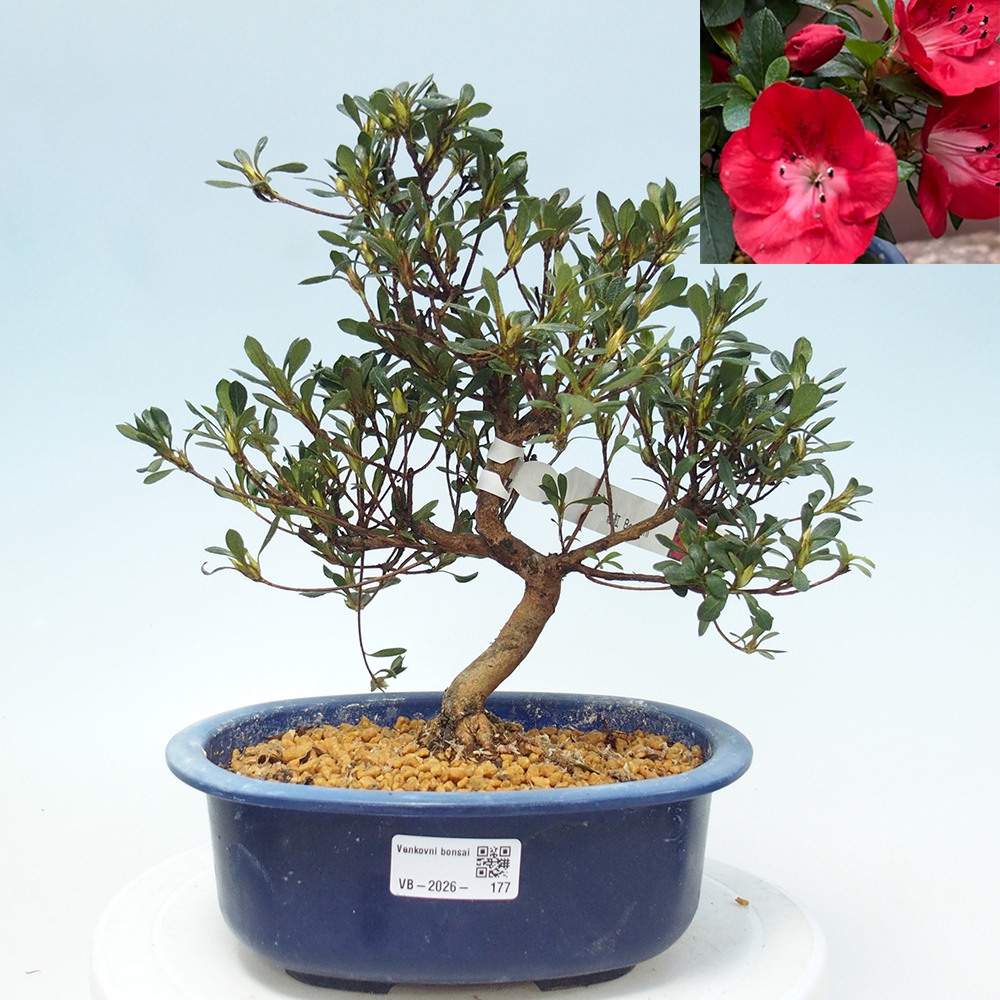 Kültéri bonsai - Japán azálea - Azalea Benibeni