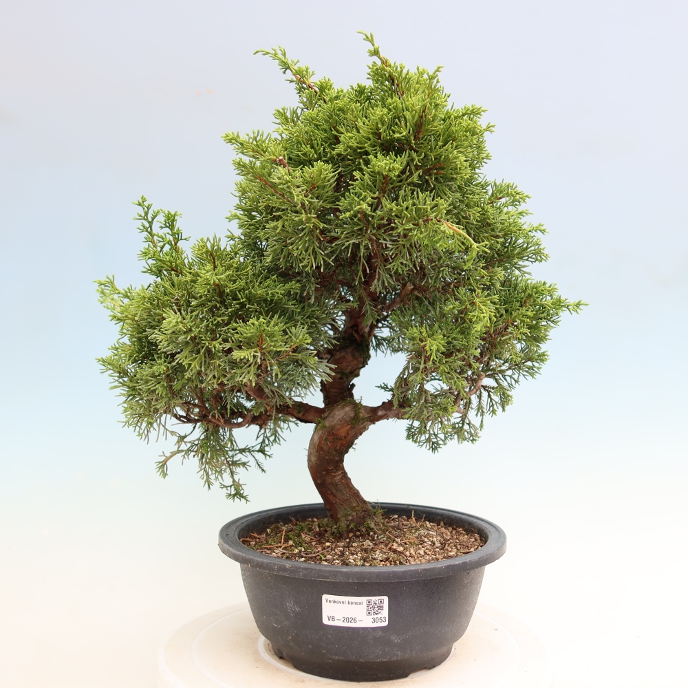 Kültéri bonsai - Juniperus chinensis Itoigawa-Juniperus chinensis