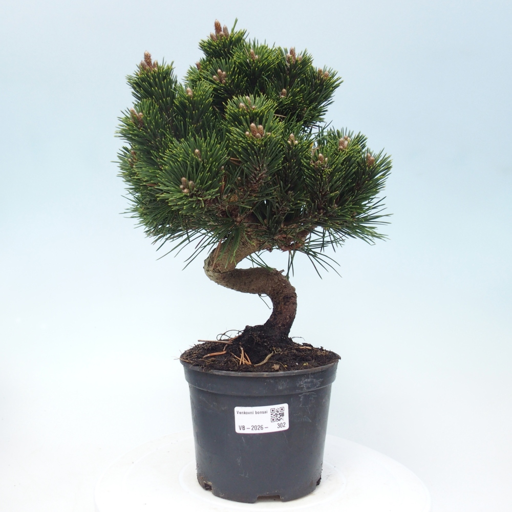Kültéri bonsai - Pinus thunbergii senjyumaru - Thunberg fenyő