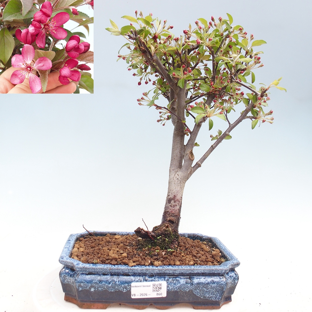 Kültéri bonsai -Malus domestica - Kis gyümölcsű piros levelű almafa
