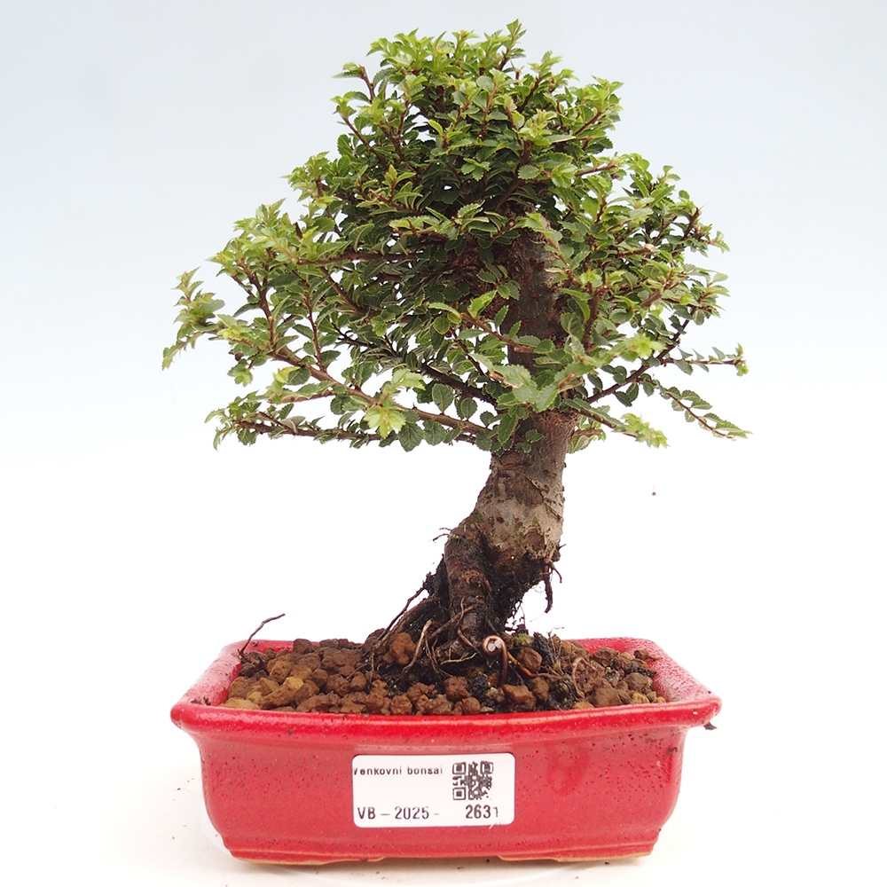 Kültéri bonsai - Ulmus parvifolia Hokkaido - Kínai szil - Ulmus parvifolia Hokkaido
