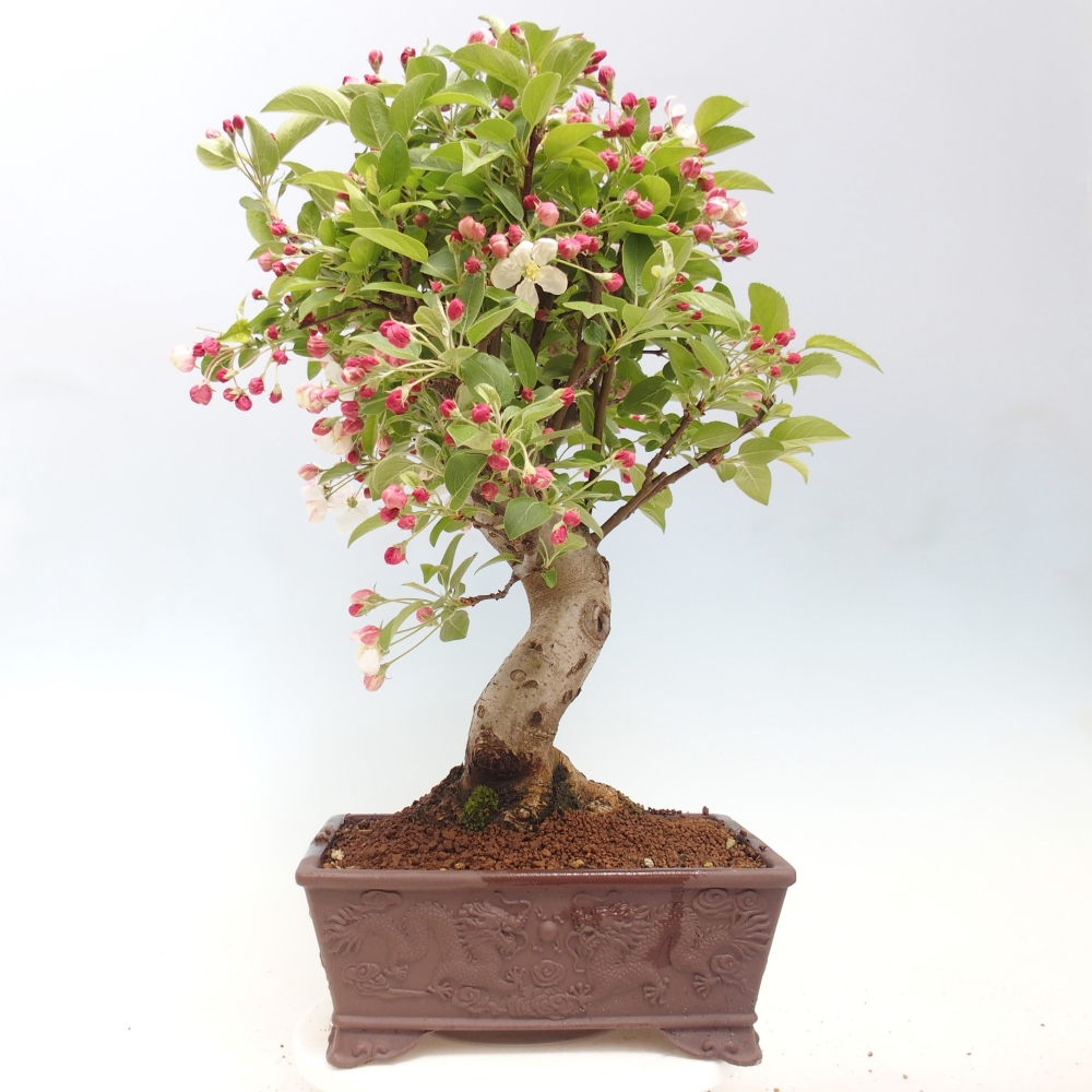 Kültéri bonsai -Malus halliana - Kis gyümölcsű almafa