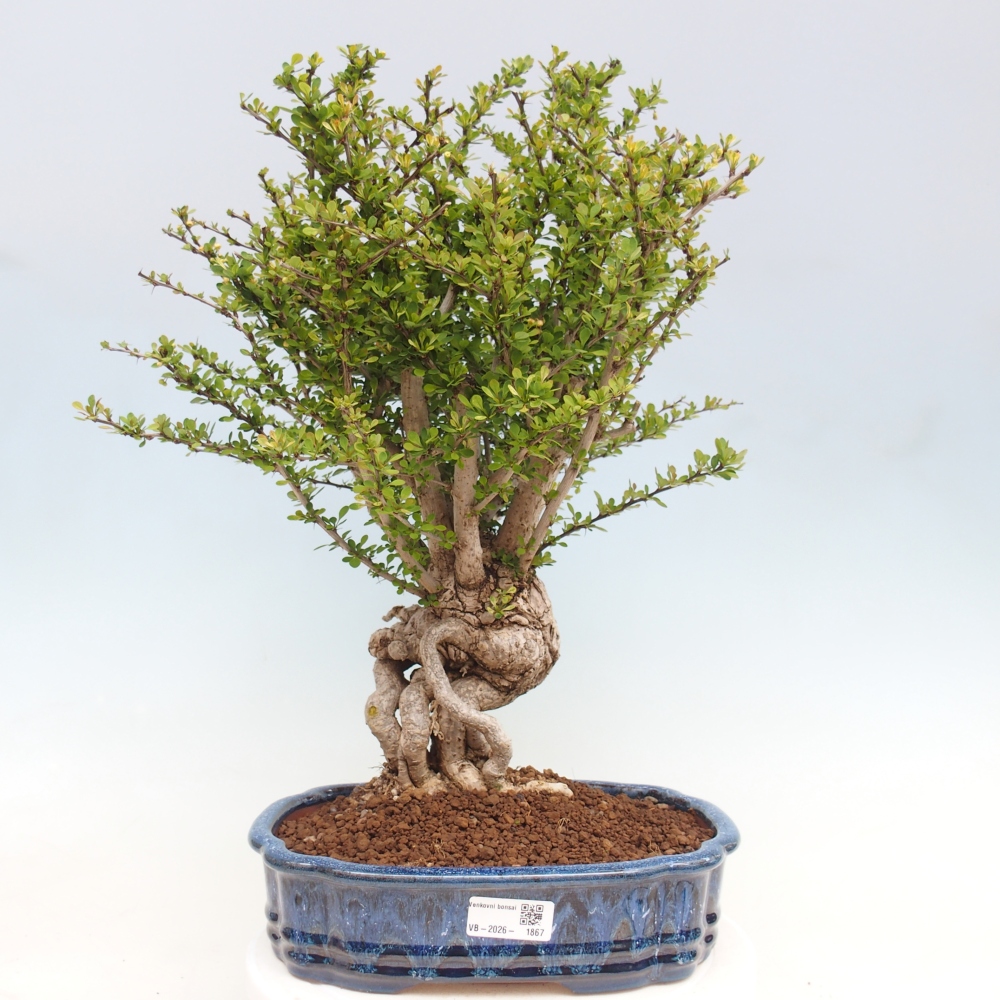Kültéri bonsai - Berberis coreana