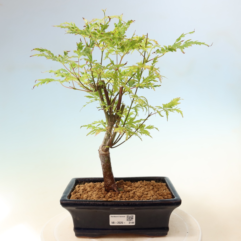 Kültéri bonsai - Acer palmatum Dissectum