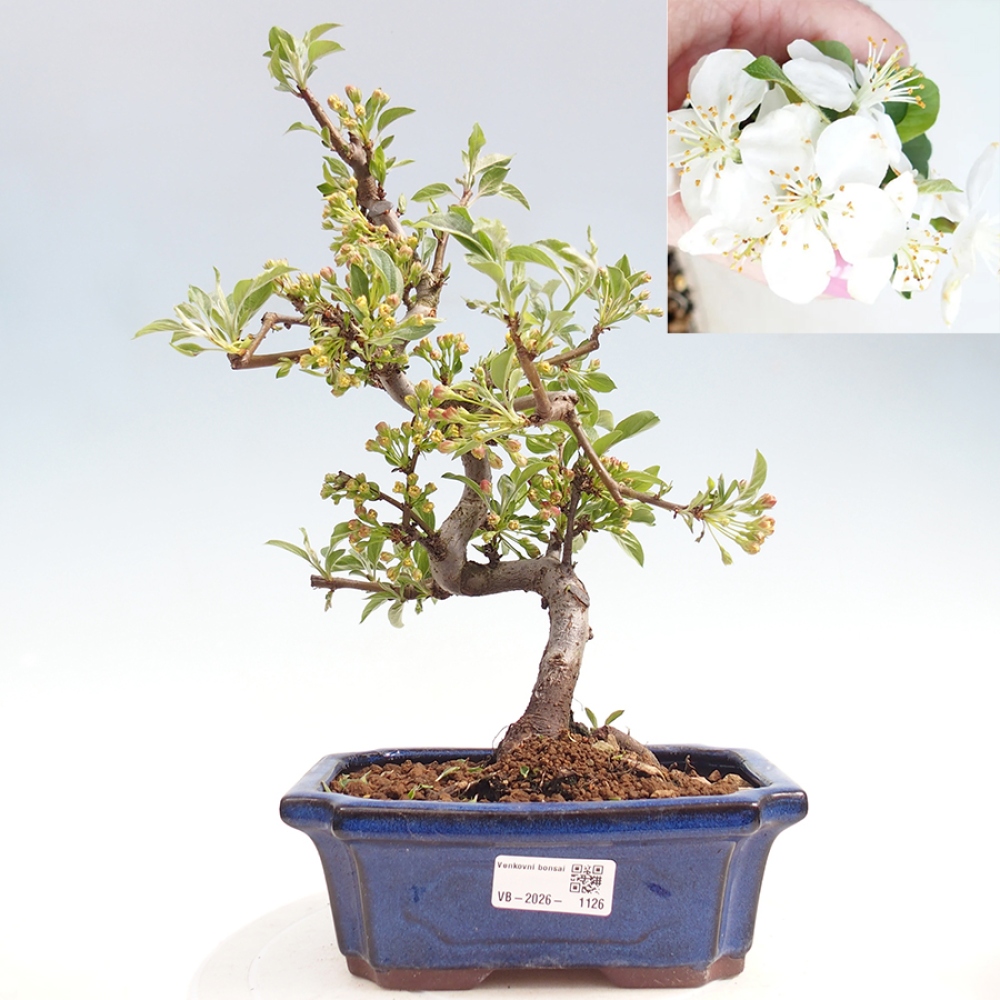 Kültéri bonsai - Malus sargentii - Kis gyümölcsű almafa