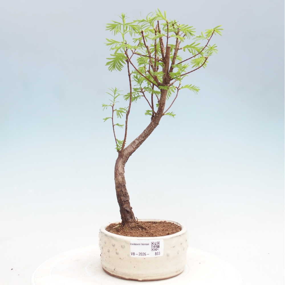 Kültéri bonsai - Metasequoia glyptostroboides - Kínai metasequoia