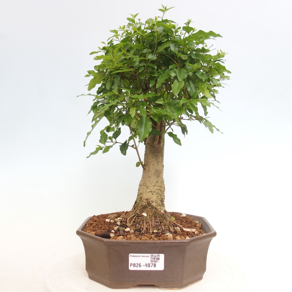 Szobai bonsai -Ligustrum chinensis - Madárcsőr