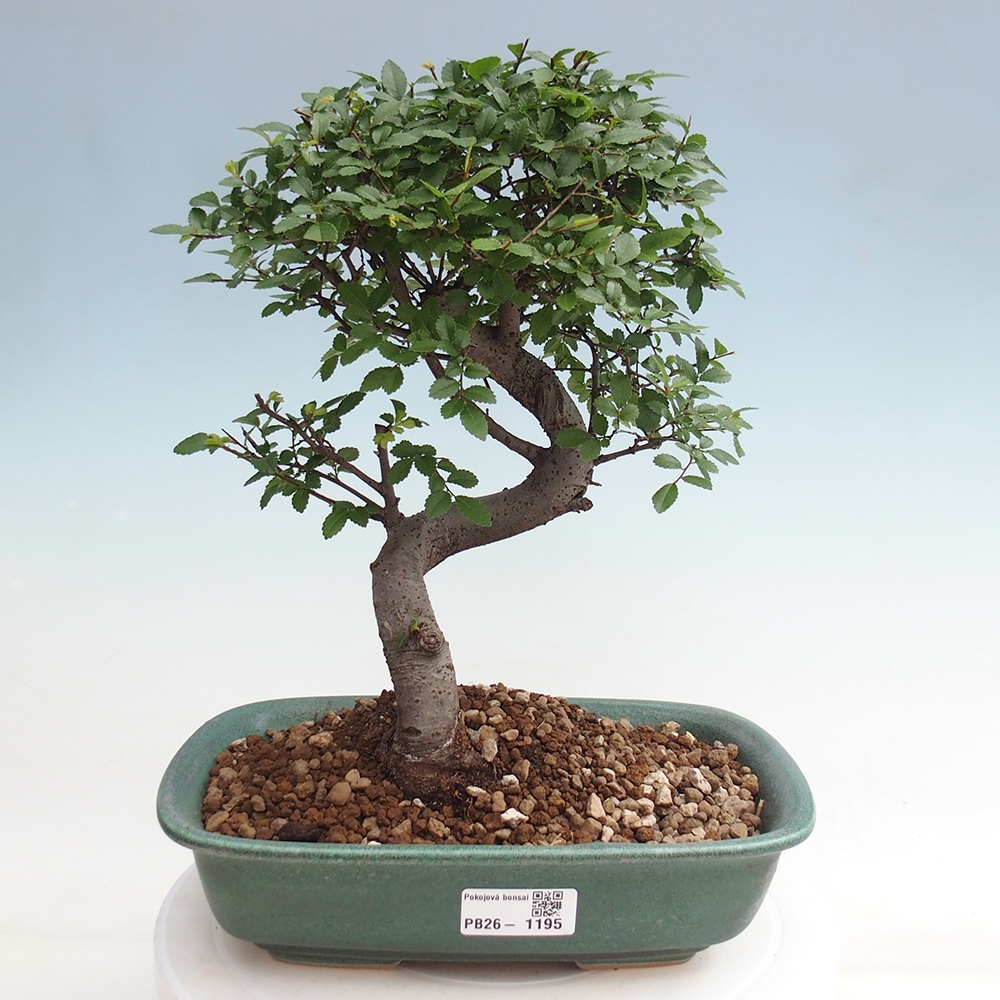 Szobai bonsai - Ulmus parvifolia - Kislevelű szilfa